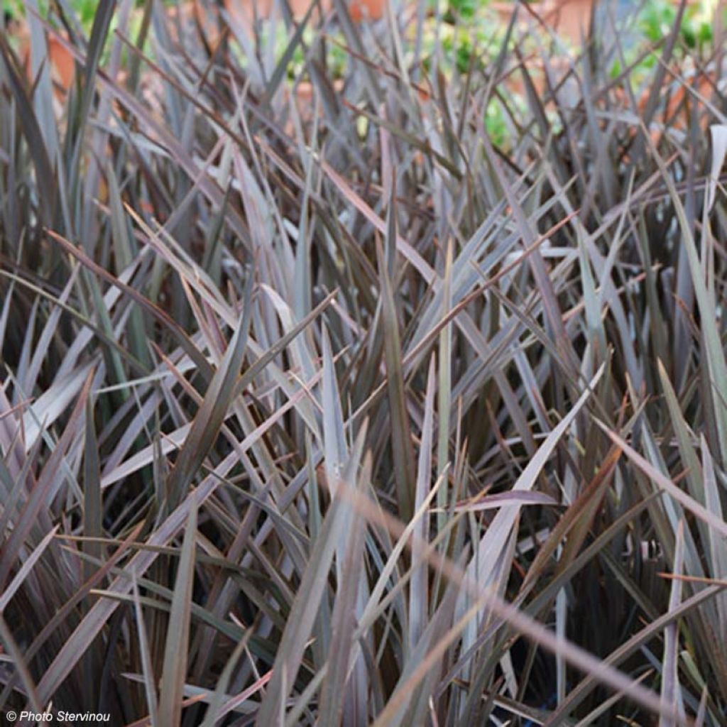 Phormium tenax Dark Delight