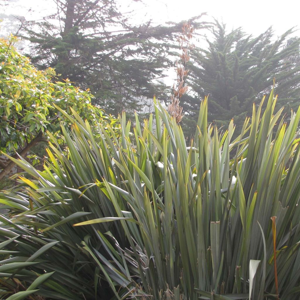 Phormium tenax - Neuseeländischer Flachs