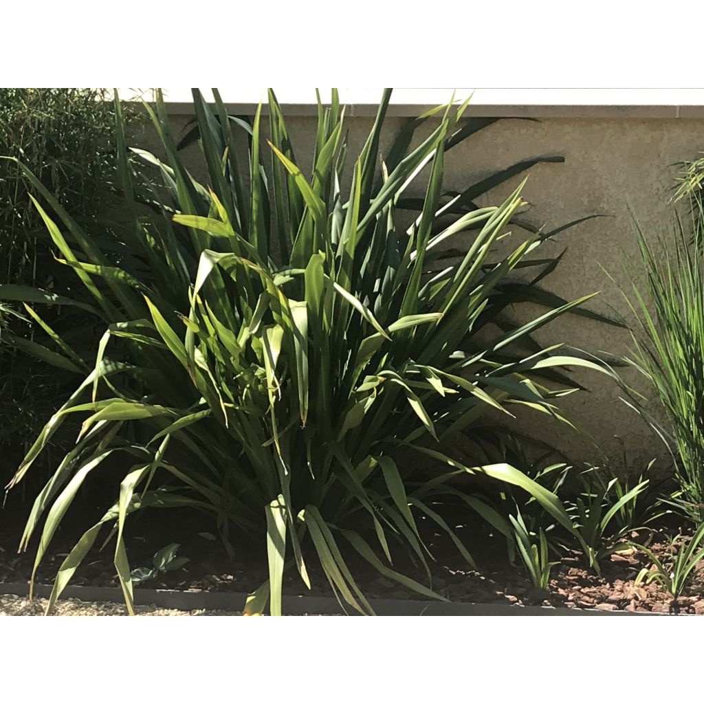 Phormium tenax - Neuseeländischer Flachs