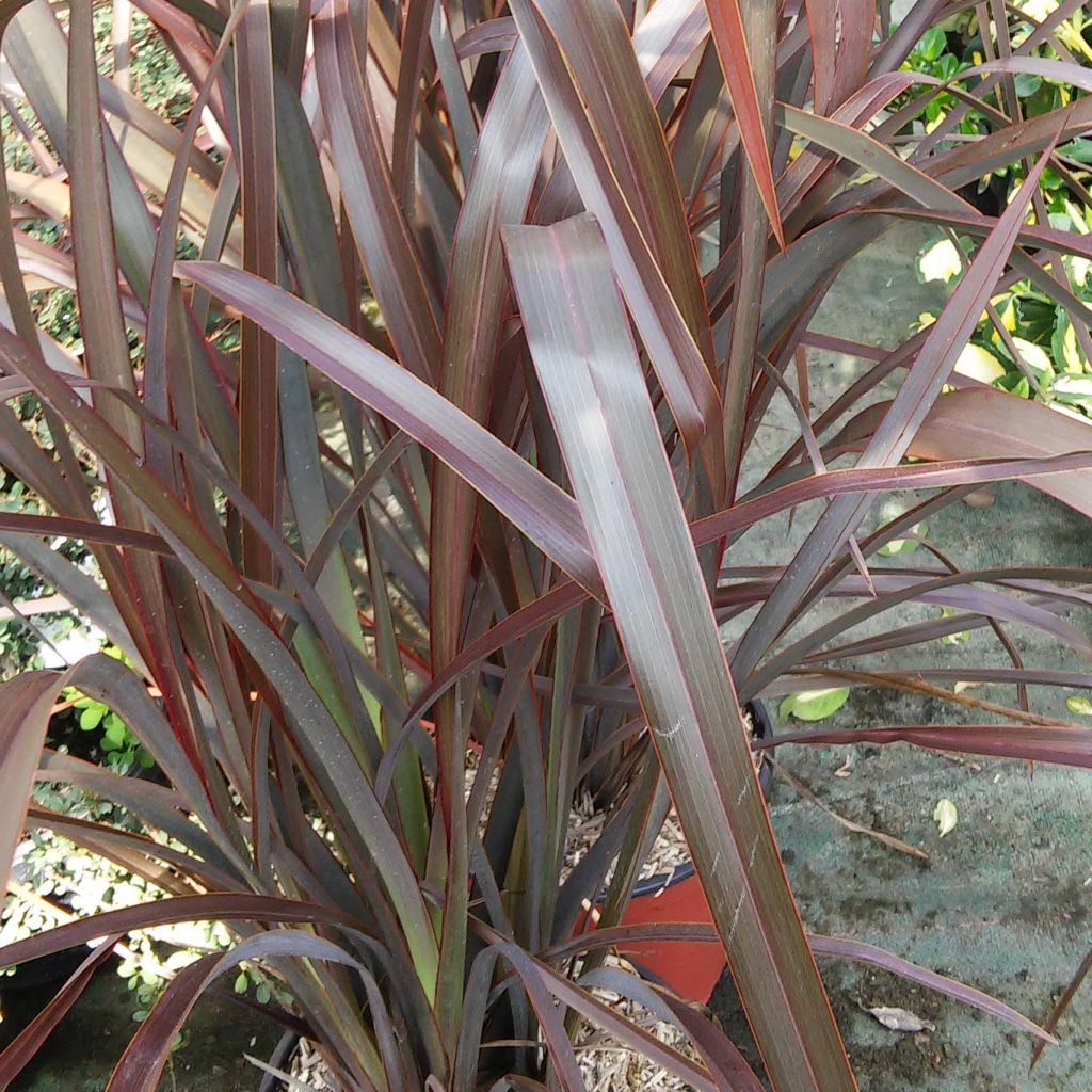 Phormium tenax Purpureum - Roter Neulseeländischer Flachs