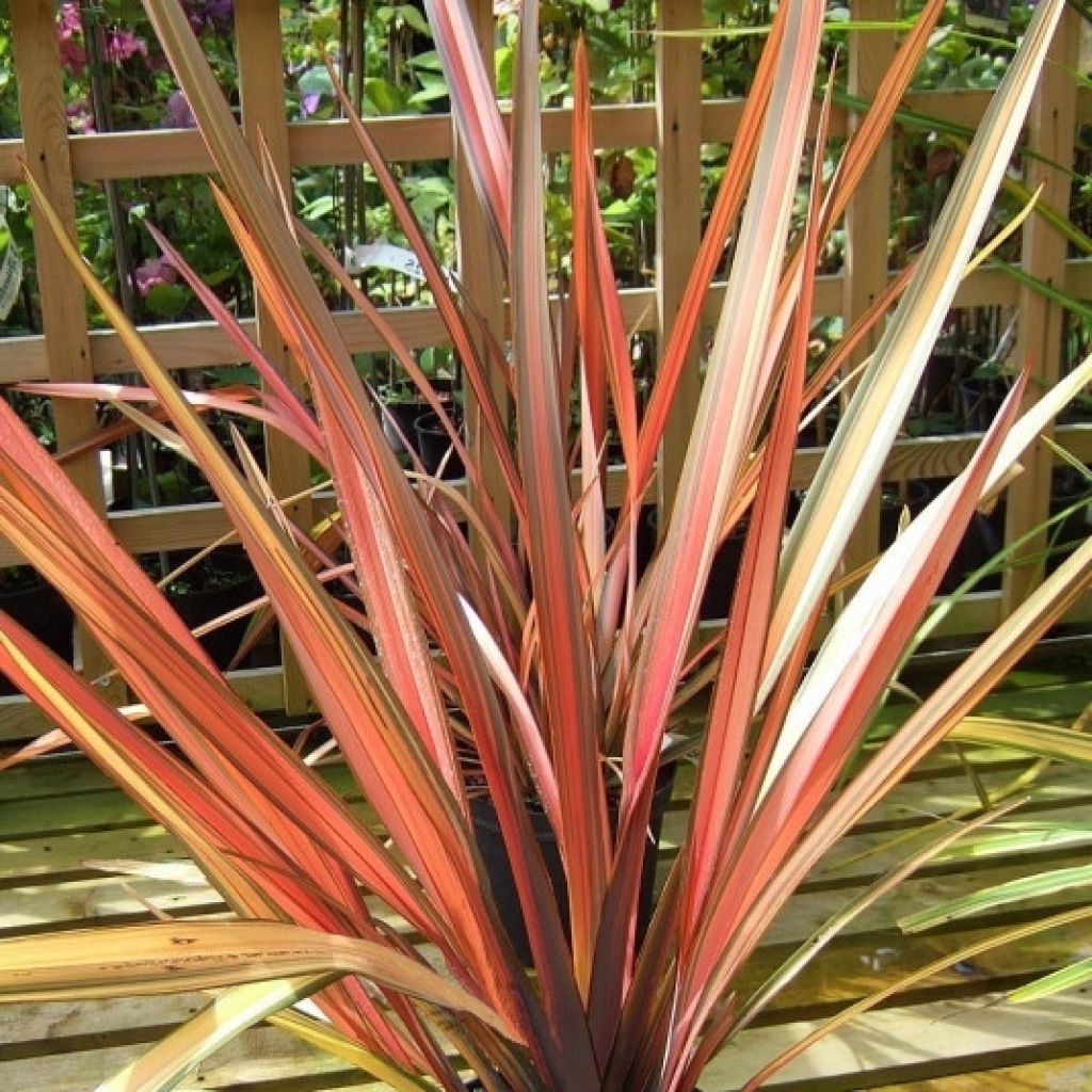 Phormium cookianum Maori Maiden