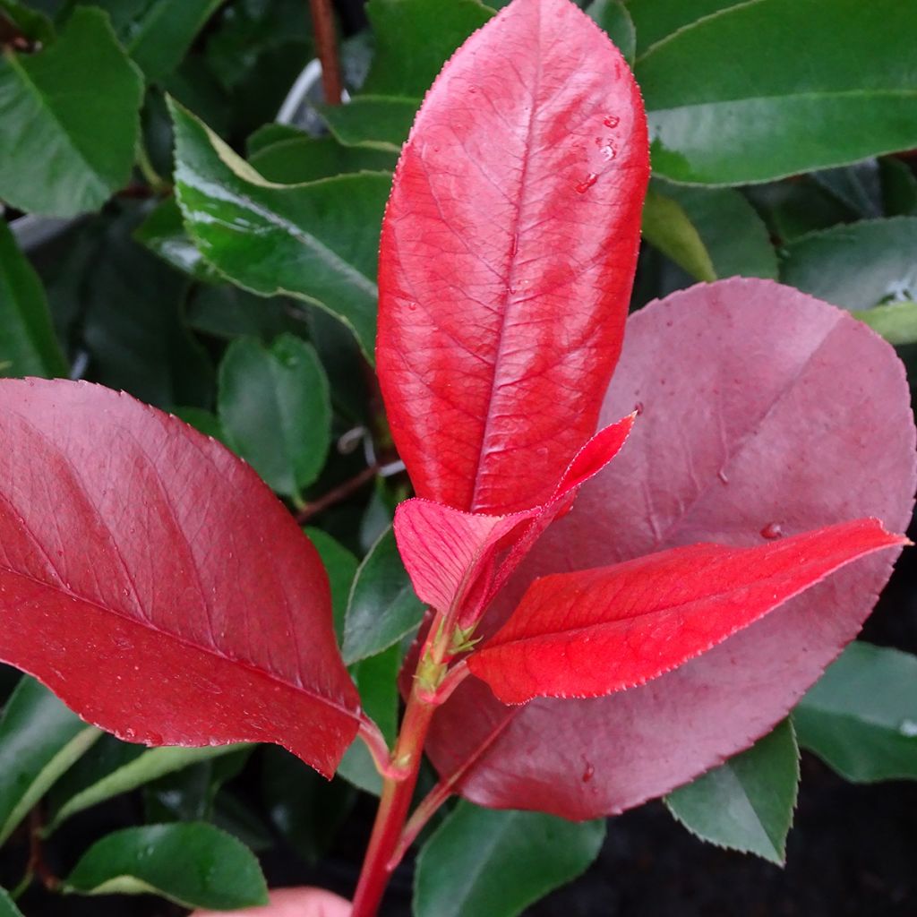 Rote Glanzmispel Camilvy - Photinia fraseri