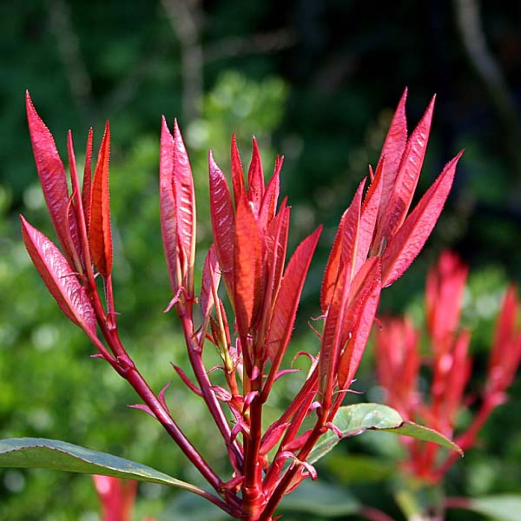 Rote Glanzmispel Red Robin - Photinia fraseri