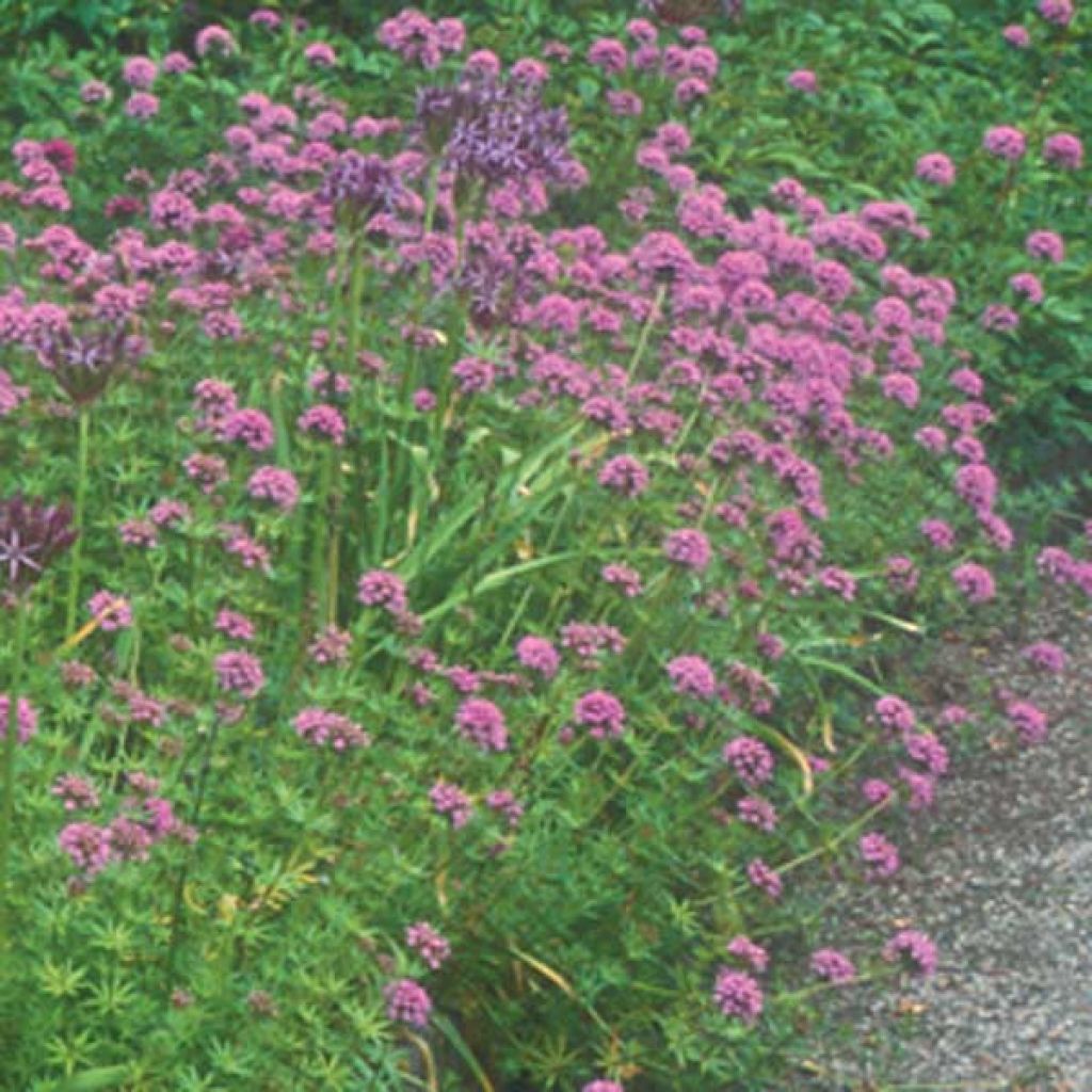 Phuopsis stylosa - Rosenwaldmeister