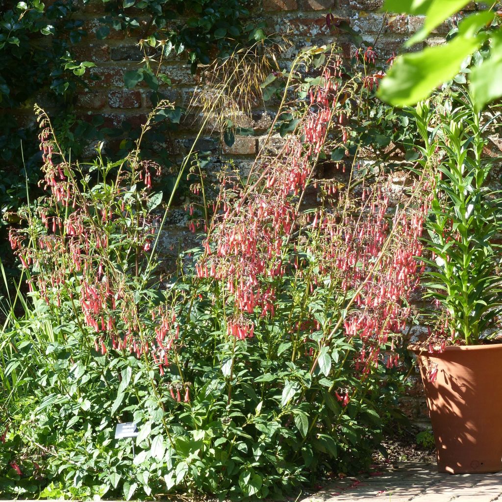 Fuchsia du Cap - Phygelius rectus African Queen