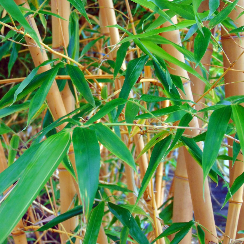 Rauher Gelbrinnen-Bambus Aureocaulis - Phyllostachys aureosulcata