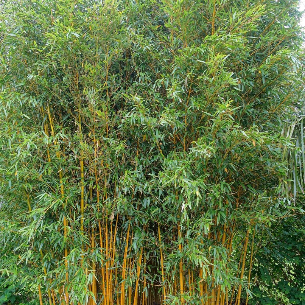 Gelber Furchen Bambus Aureocaulis - Phyllostachys vivax