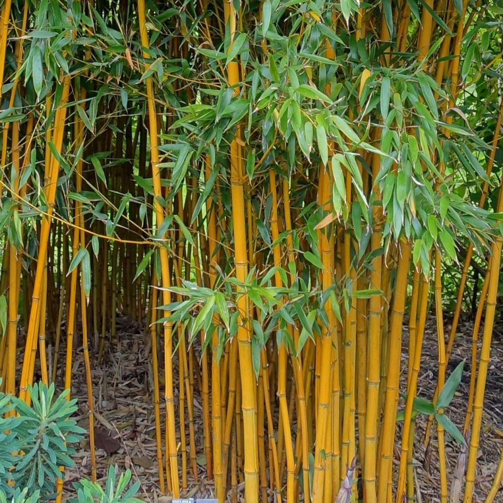 Gelber Furchen Bambus Aureocaulis - Phyllostachys vivax