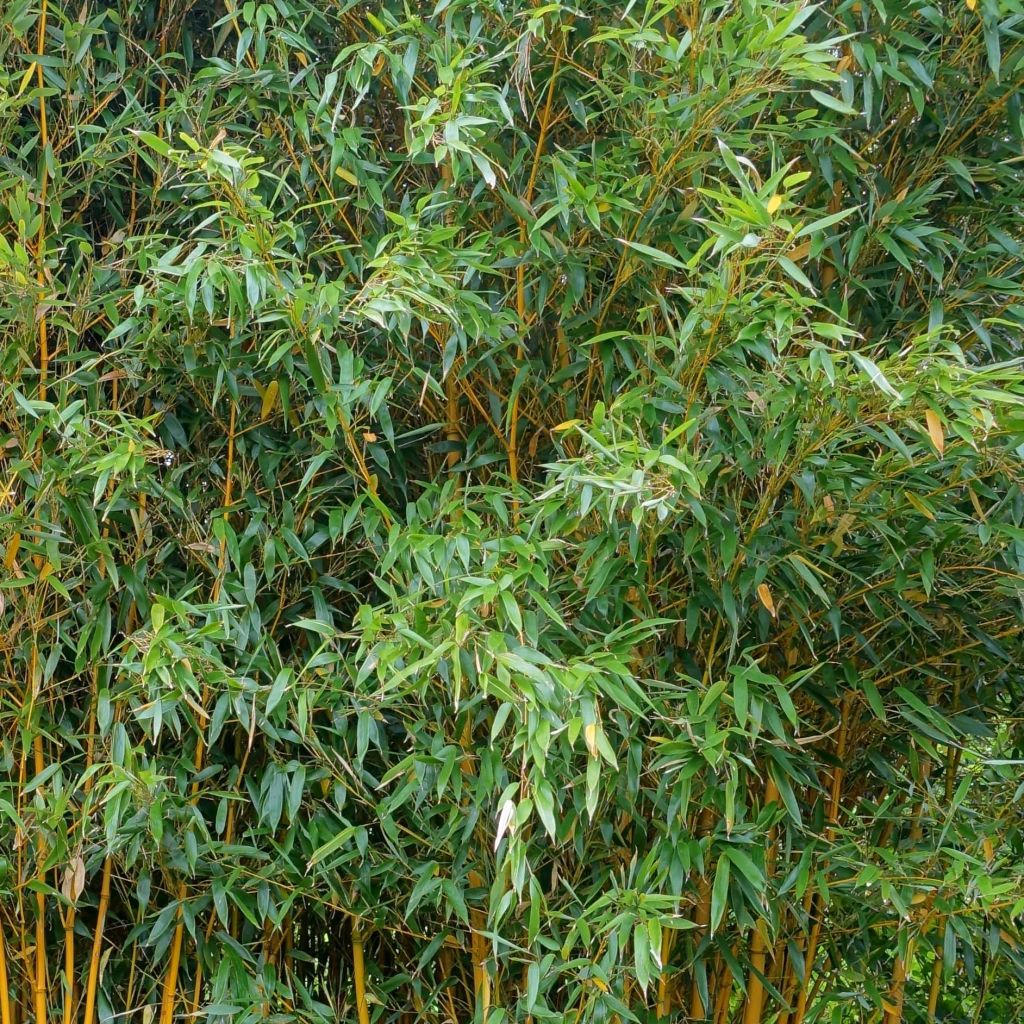 Gelber Furchen Bambus Aureocaulis - Phyllostachys vivax