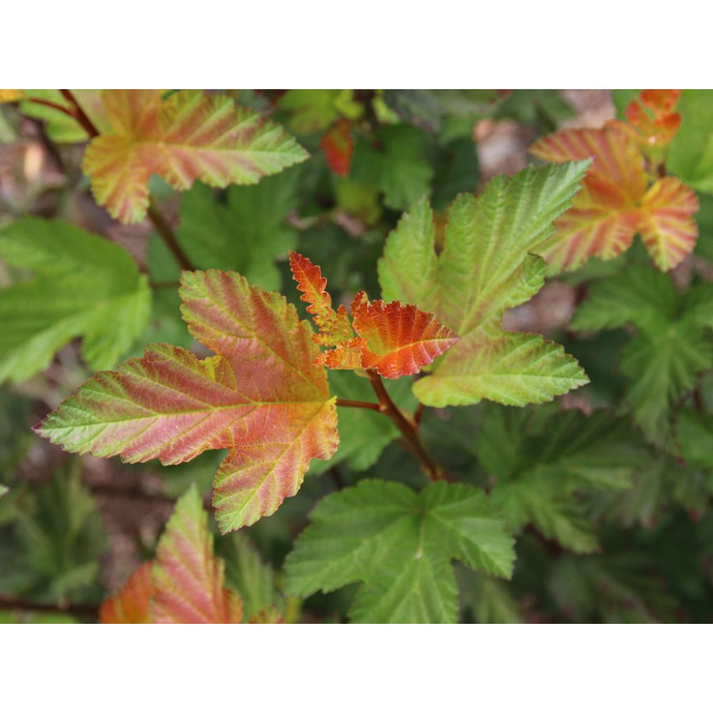 Blasenspiere Amber Jubilee - Physocarpus