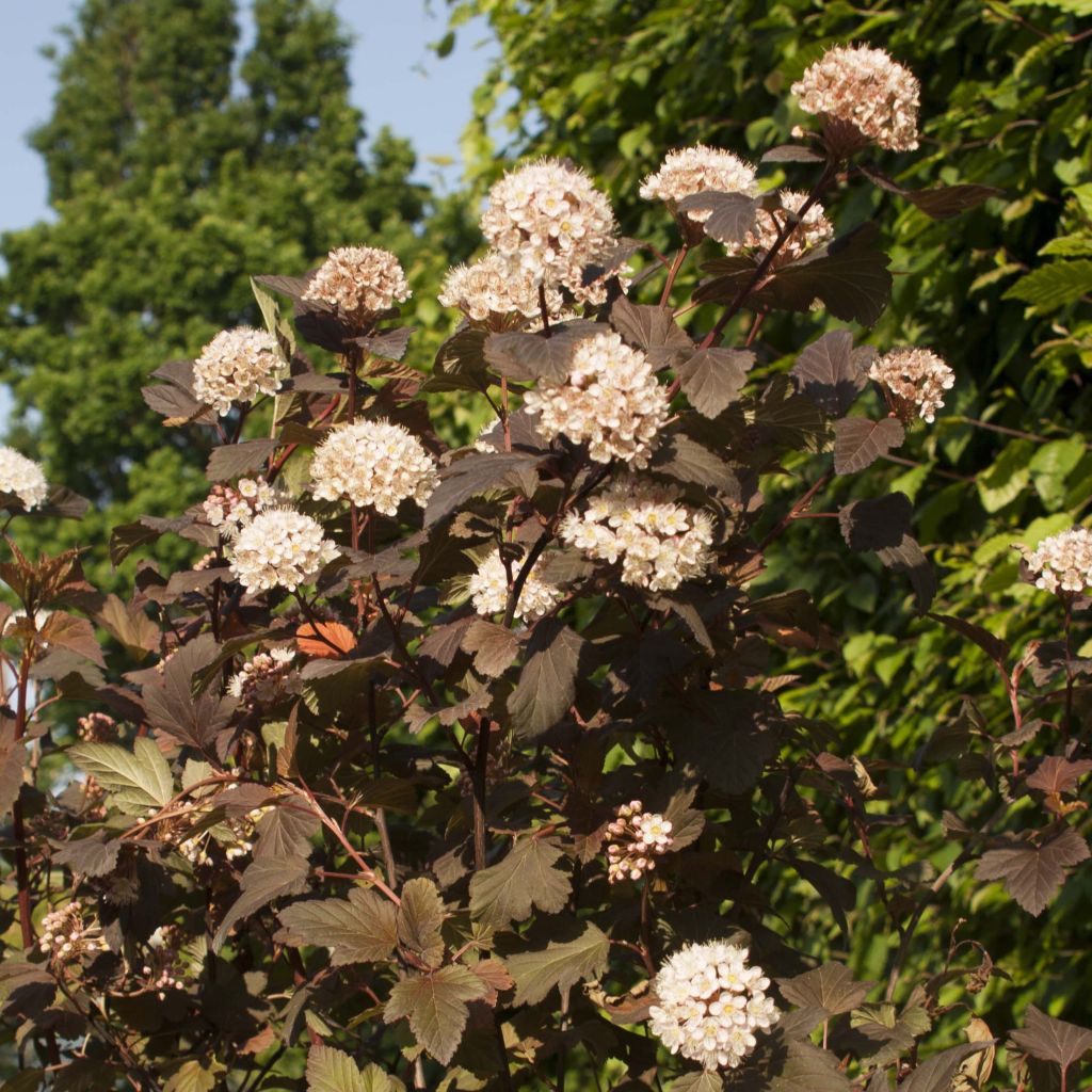 Blasenspiere Diable D'Or - Physocarpus