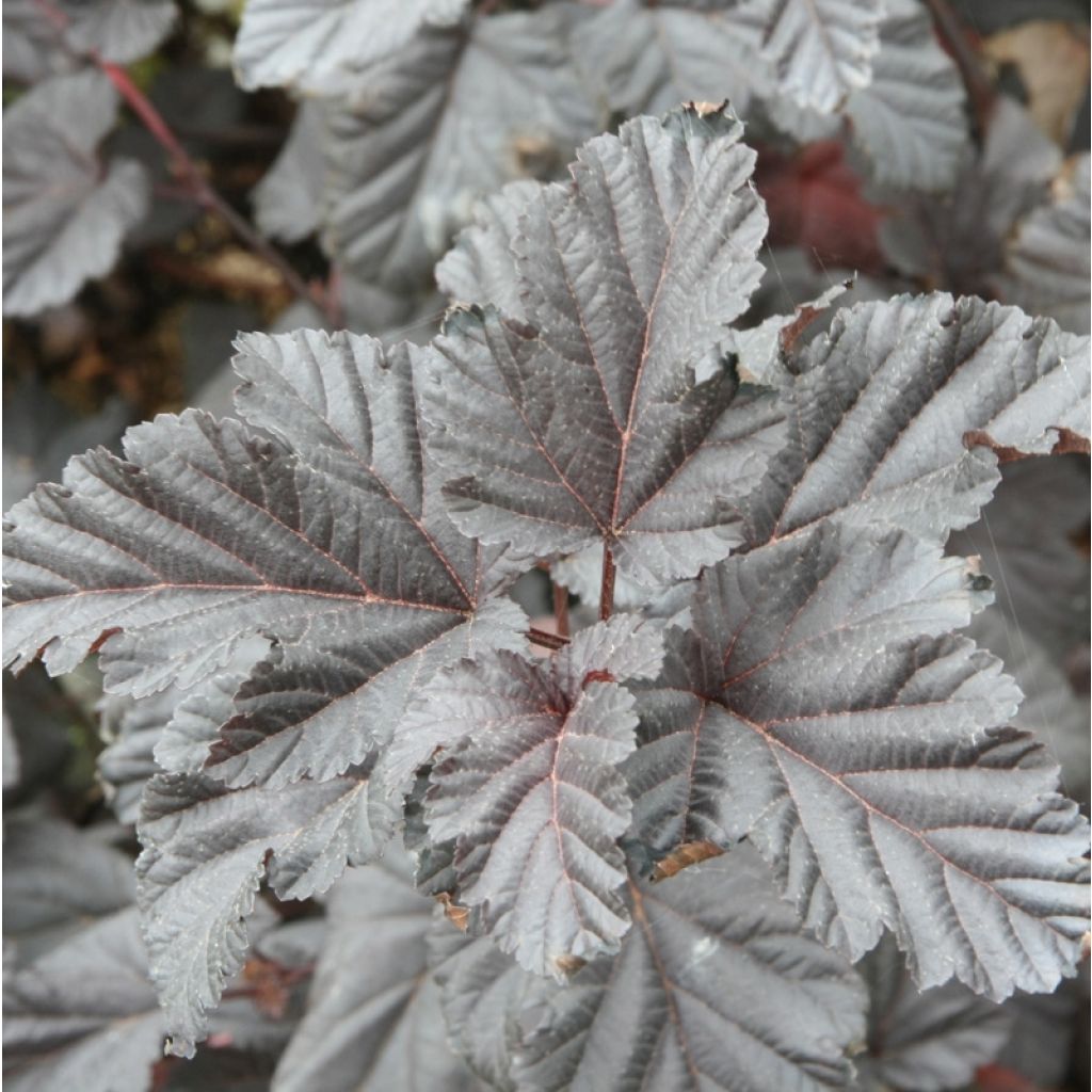 Blasenspiere Midnight - Physocarpus