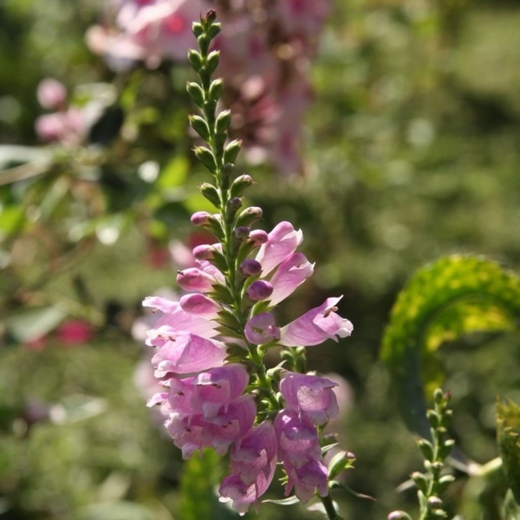 Physostegia virginiana Bouquet Rose - Gelenkblume