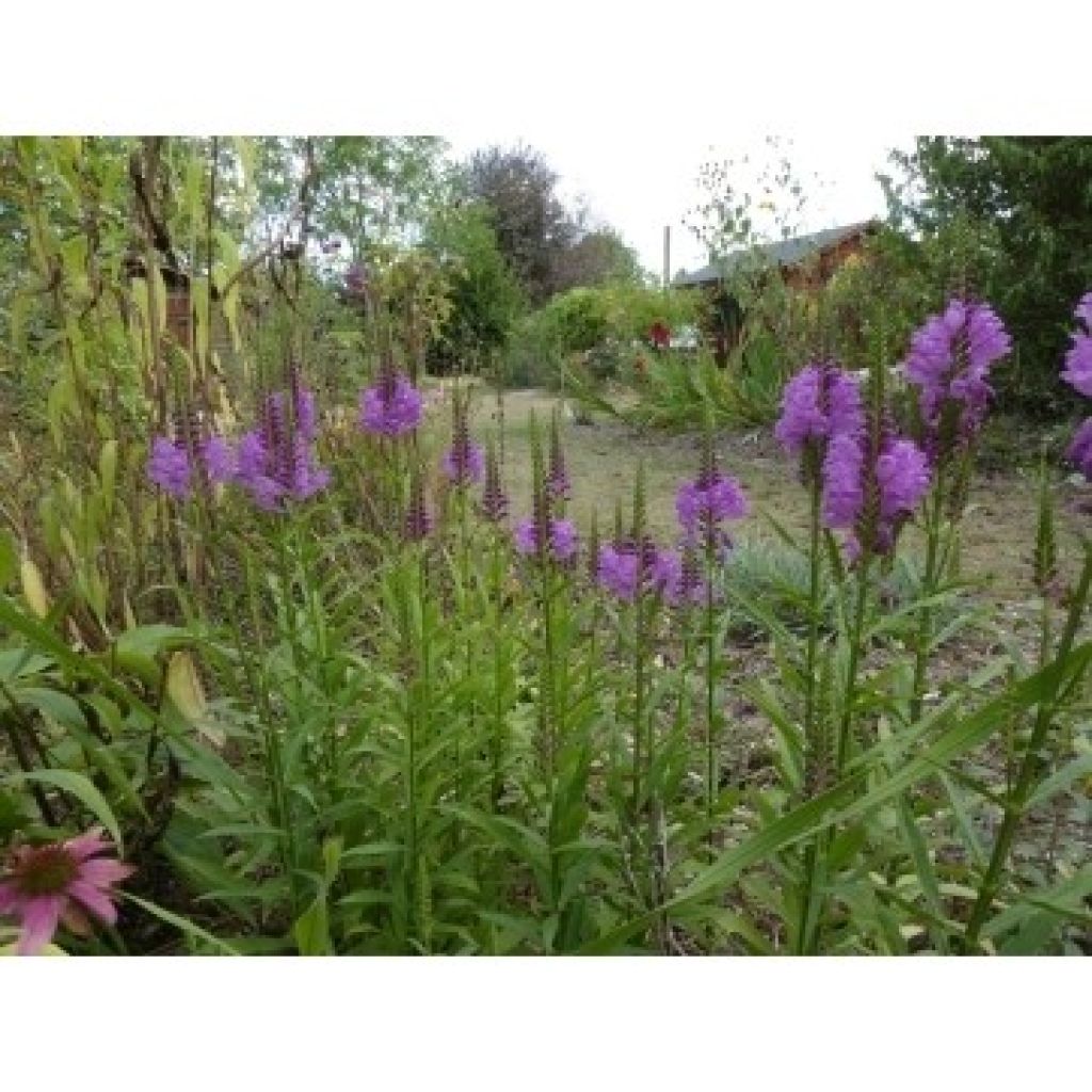 Physostegia virginiana Vivid - Gelenkblume