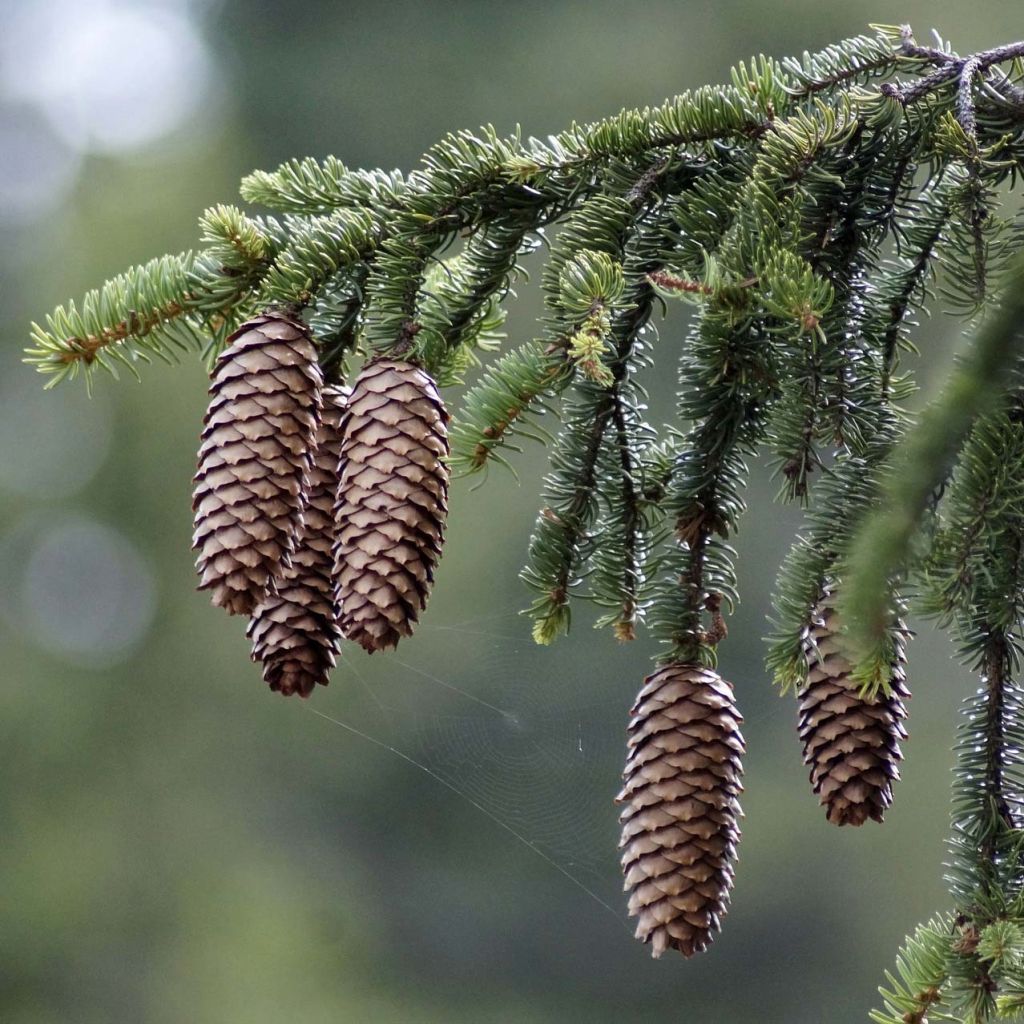 Picea abies