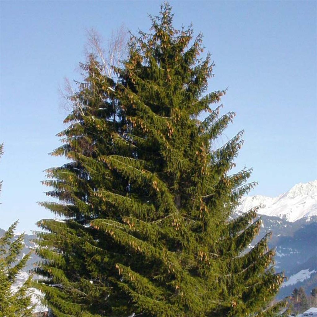 Picea abies