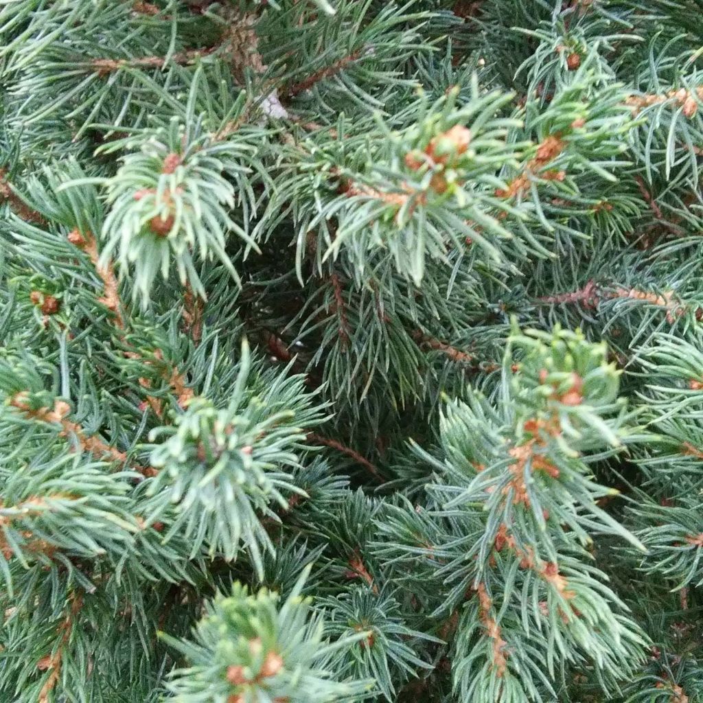 Picea glauca December