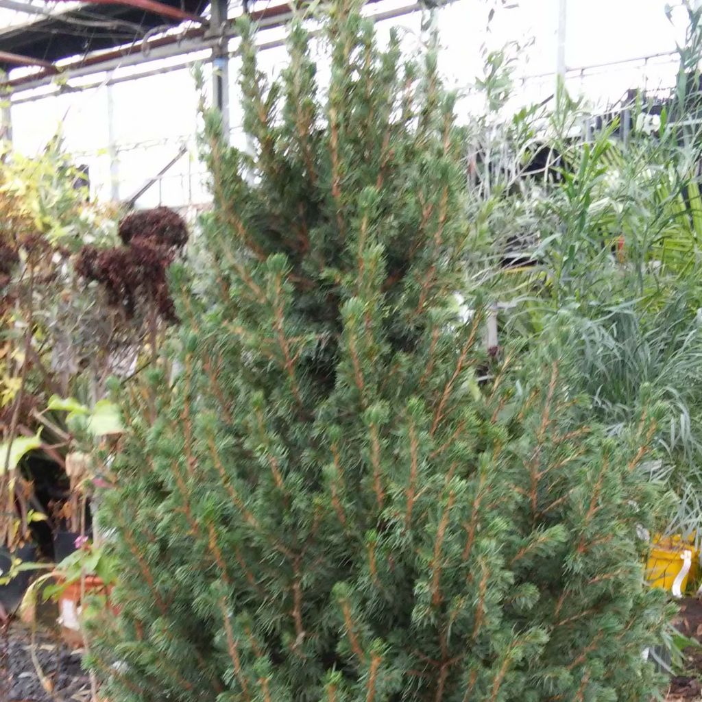 Picea glauca December