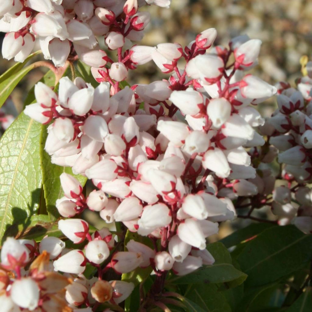 Schattenglöckchen Bonfire - Pieris japonica