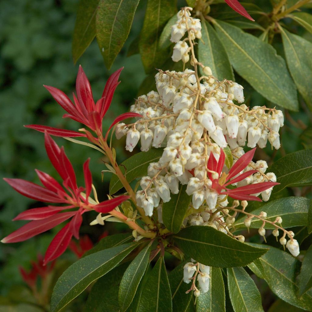 Schattenglöckchen Forest Flame - Pieris japonica