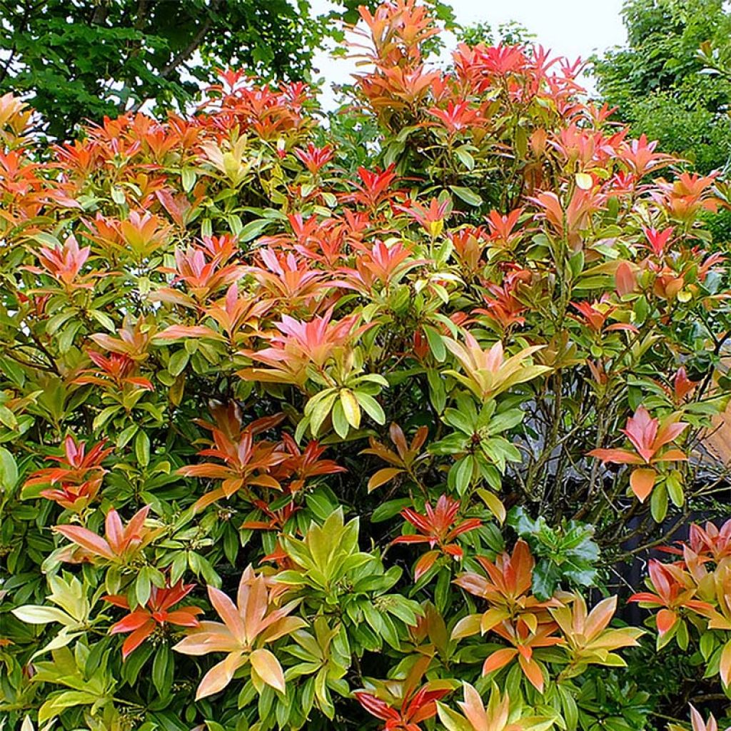 Schattenglöckchen Forest Flame - Pieris japonica