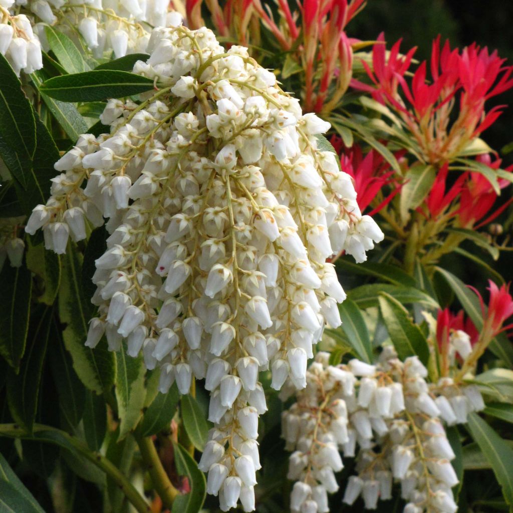 Schattenglöckchen Forest Flame - Pieris japonica