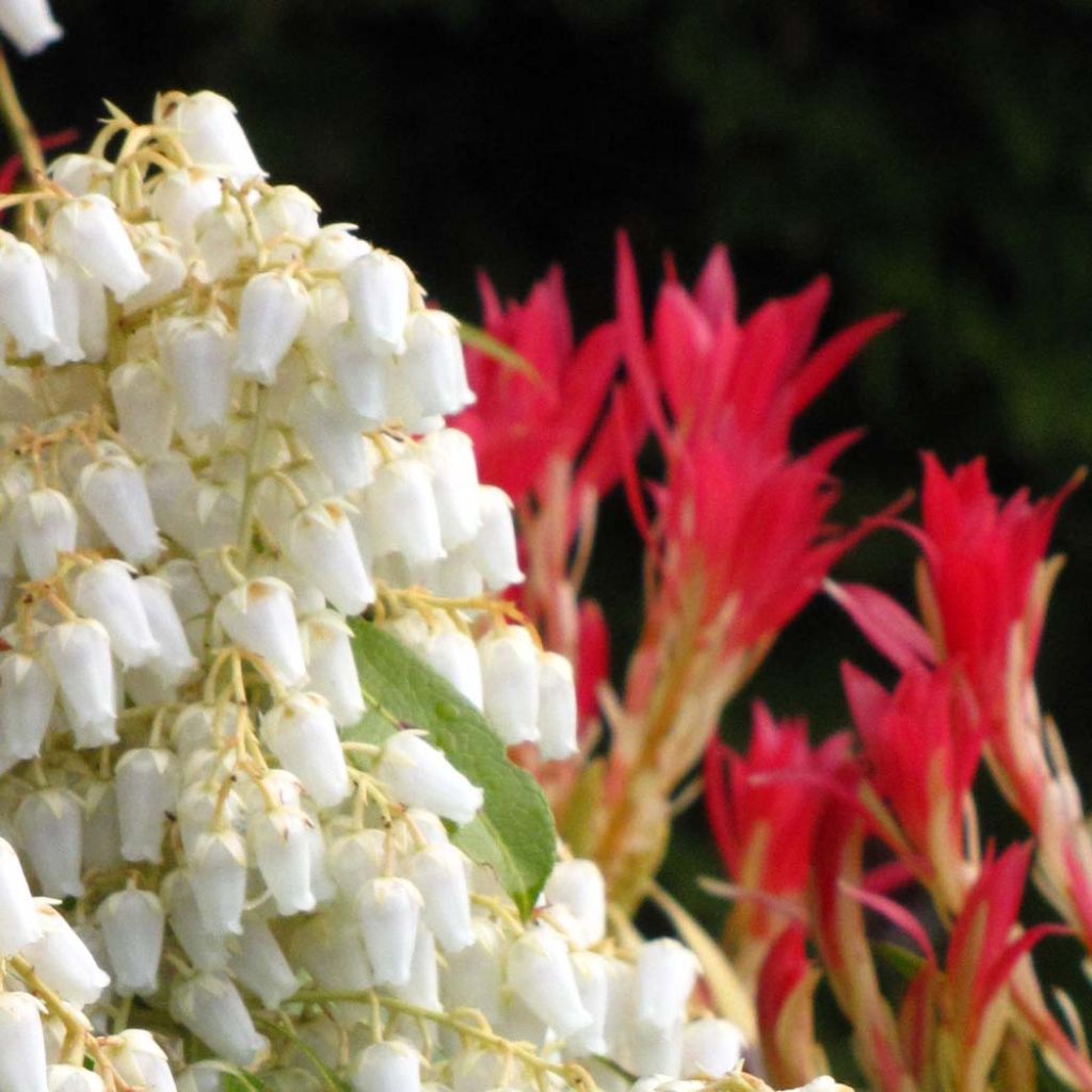 Schattenglöckchen Forest Flame - Pieris japonica