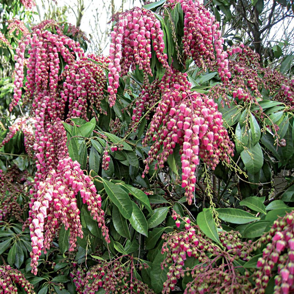 Schattenglöckchen Valley Valentine - Pieris japonica