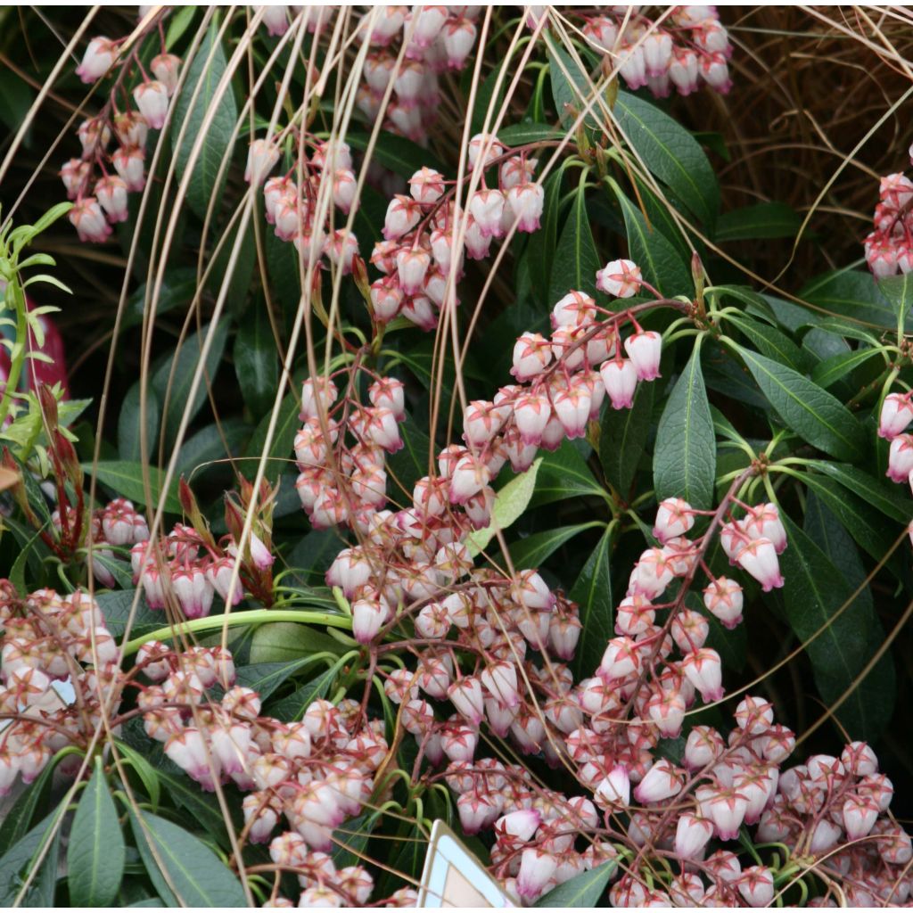 Schattenglöckchen Katsura - Pieris japonica