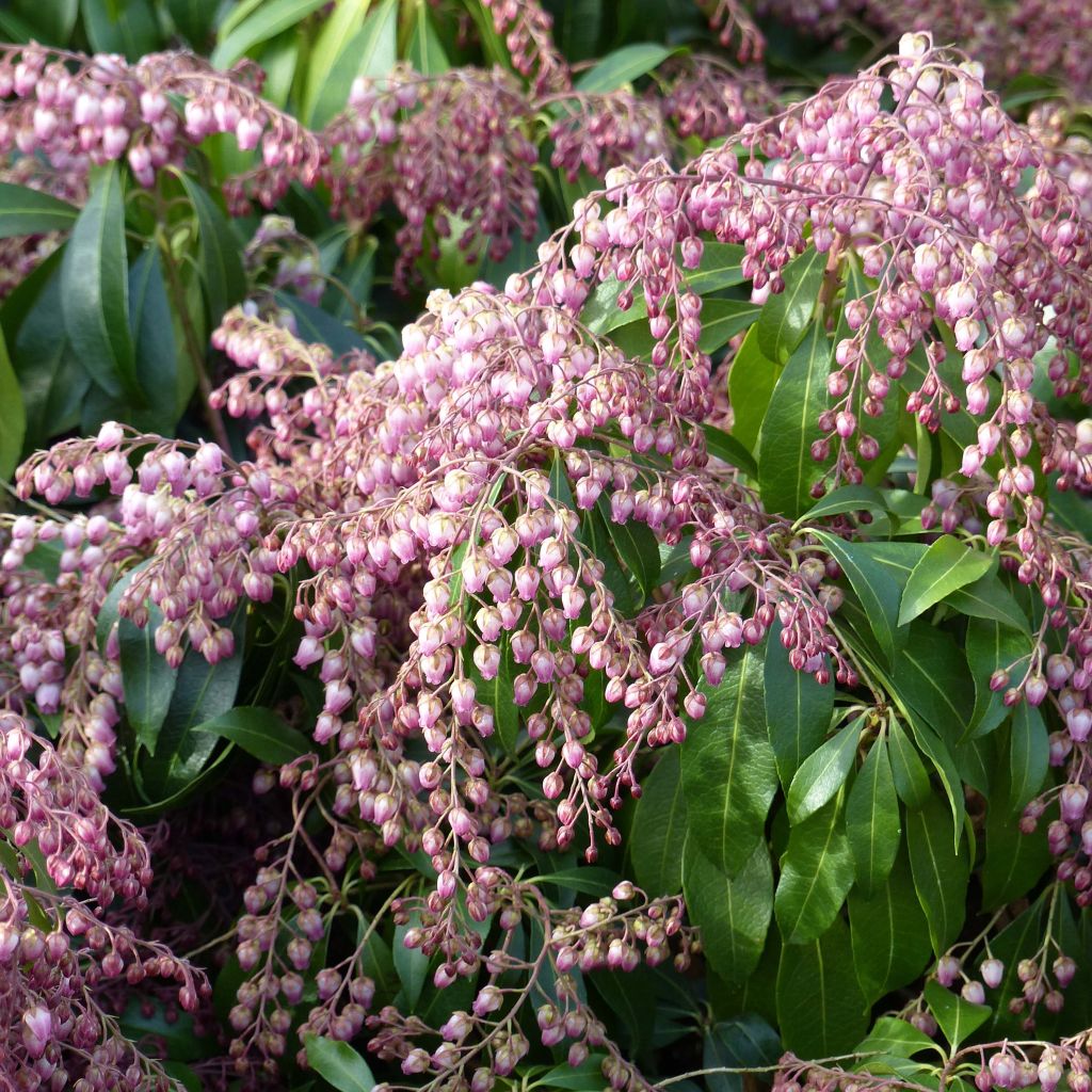 Andromède du Japon - Pieris japonica Katsura