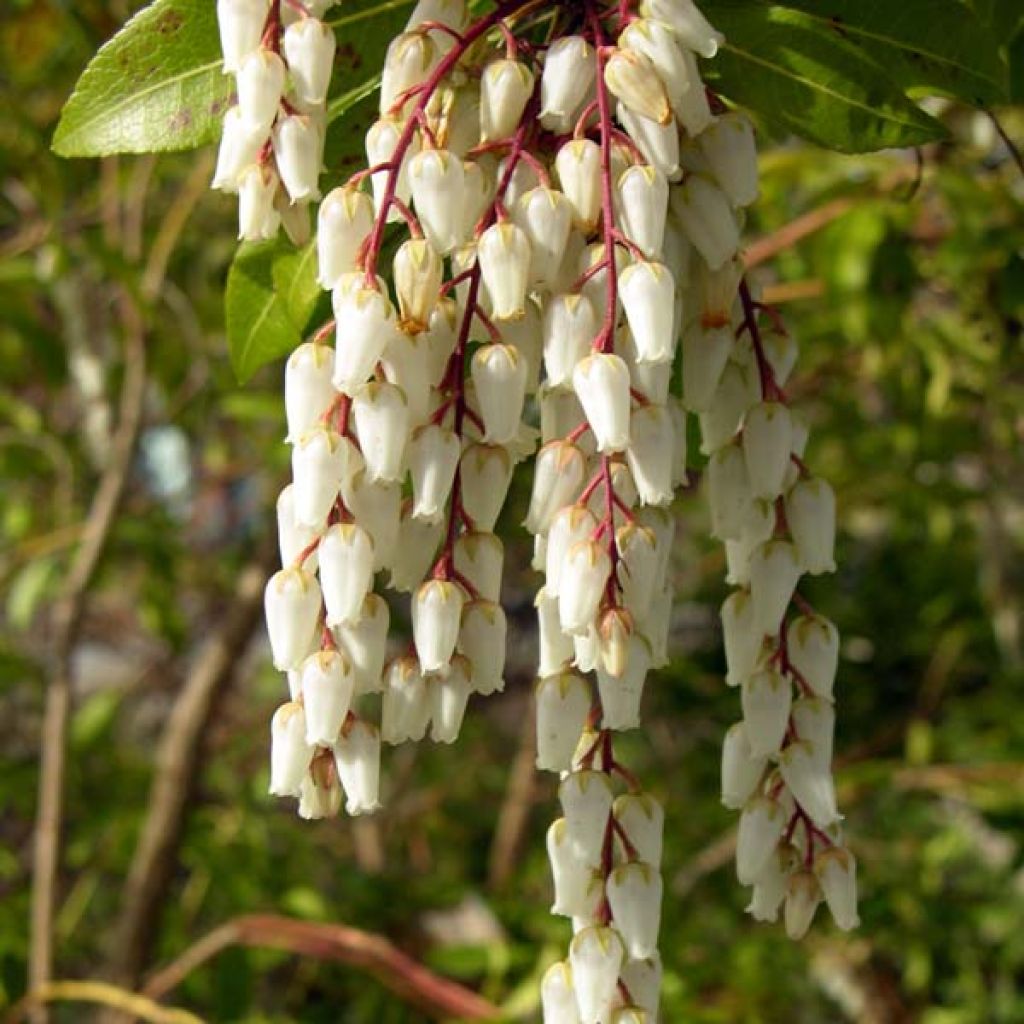 Andromède du Japon, Pieris Japonica Mountain Fire