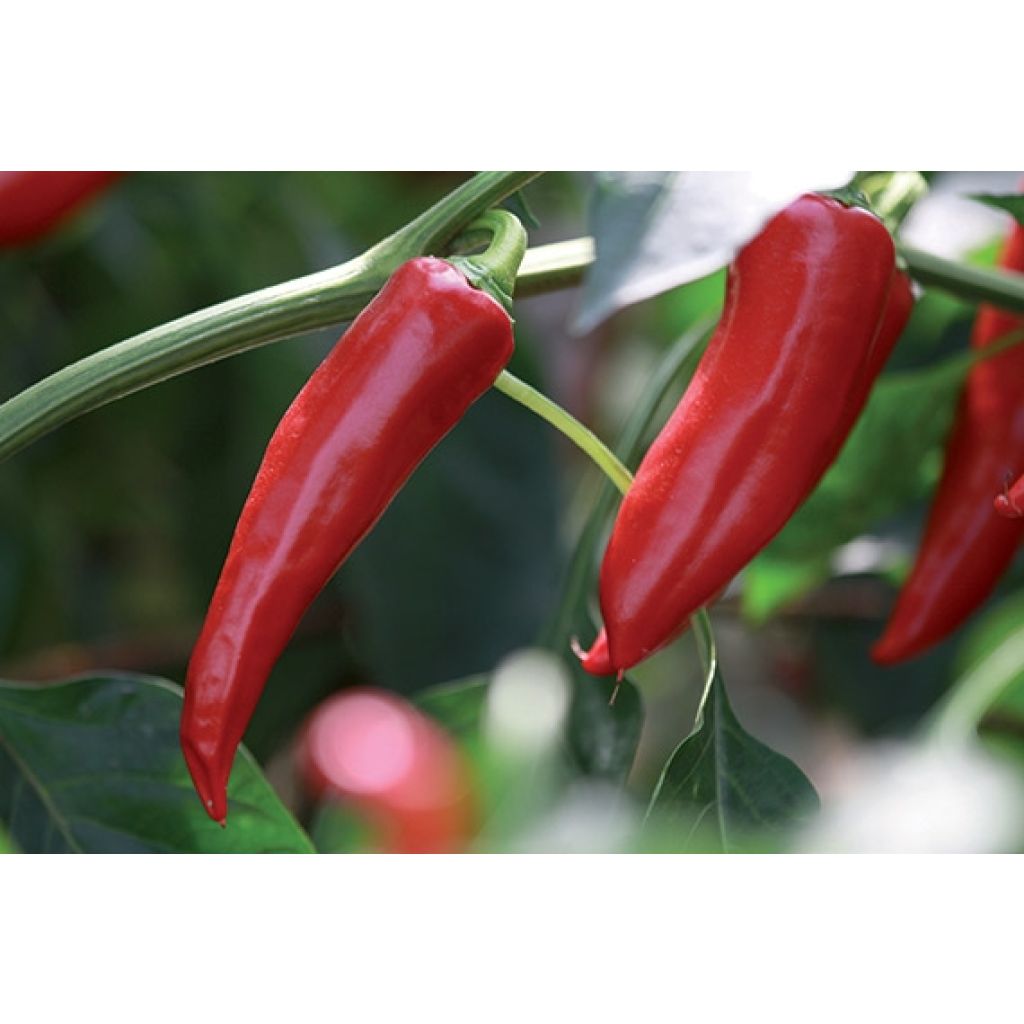 Chili Gorria Bio