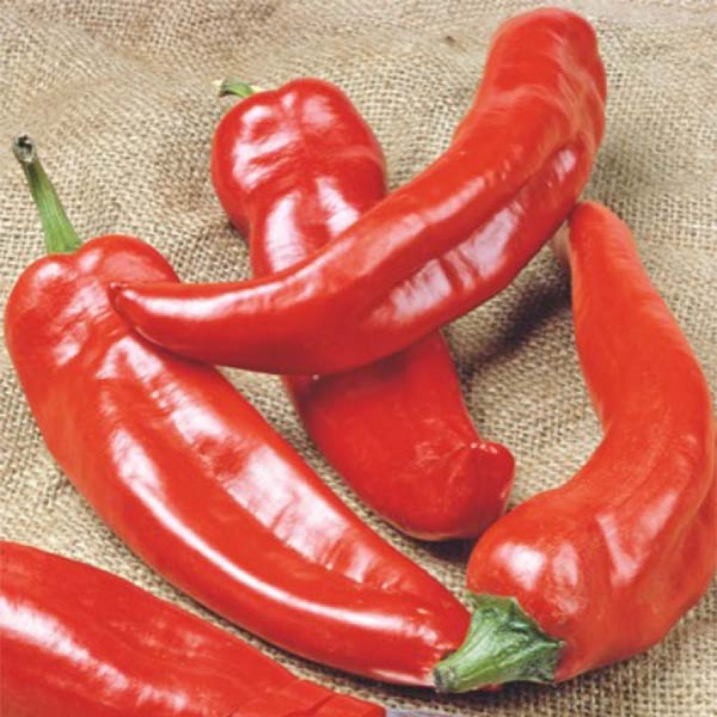 Piment Anaheim Chili - Piment doux de Californie