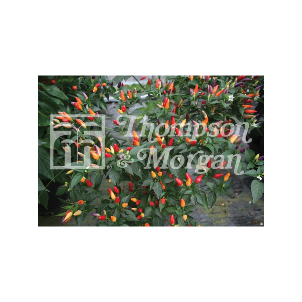 Piment Numex Twilight - Capsicum annuum