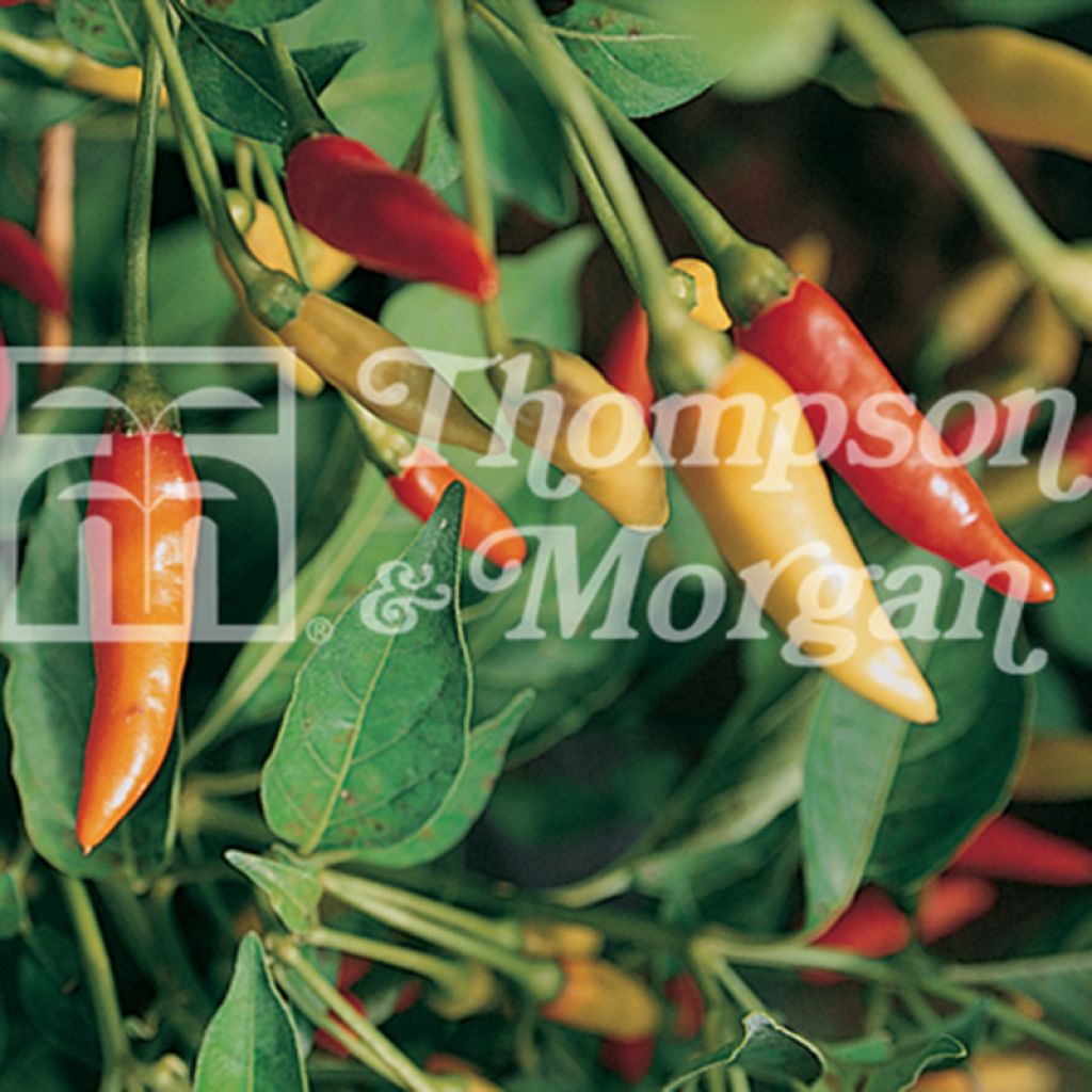 Piment Tabasco - Capsicum annuum