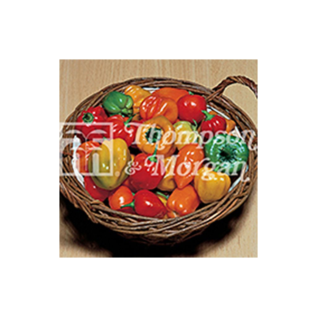 Piment Tropical Heat - Capsicum annuum