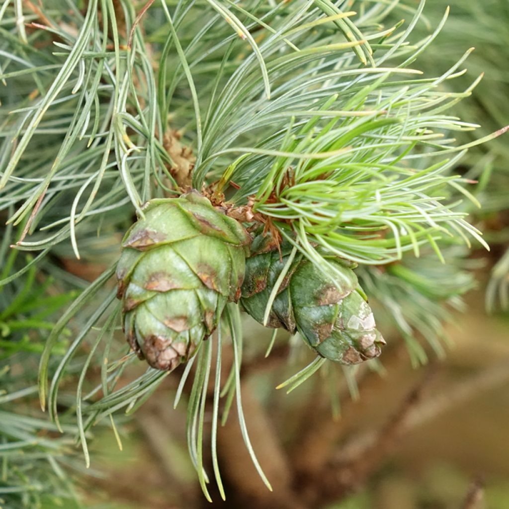 Pinus parviflora Bergman - Mädchen-Kiefer