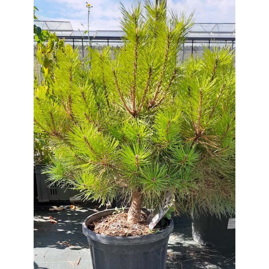 Pinus nigra Brégeon - Schwarzkiefer