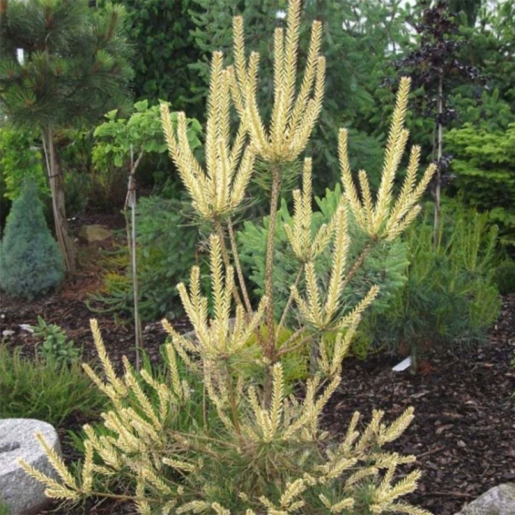 Pinus sylvestris Bialogon - Wald-Kiefer