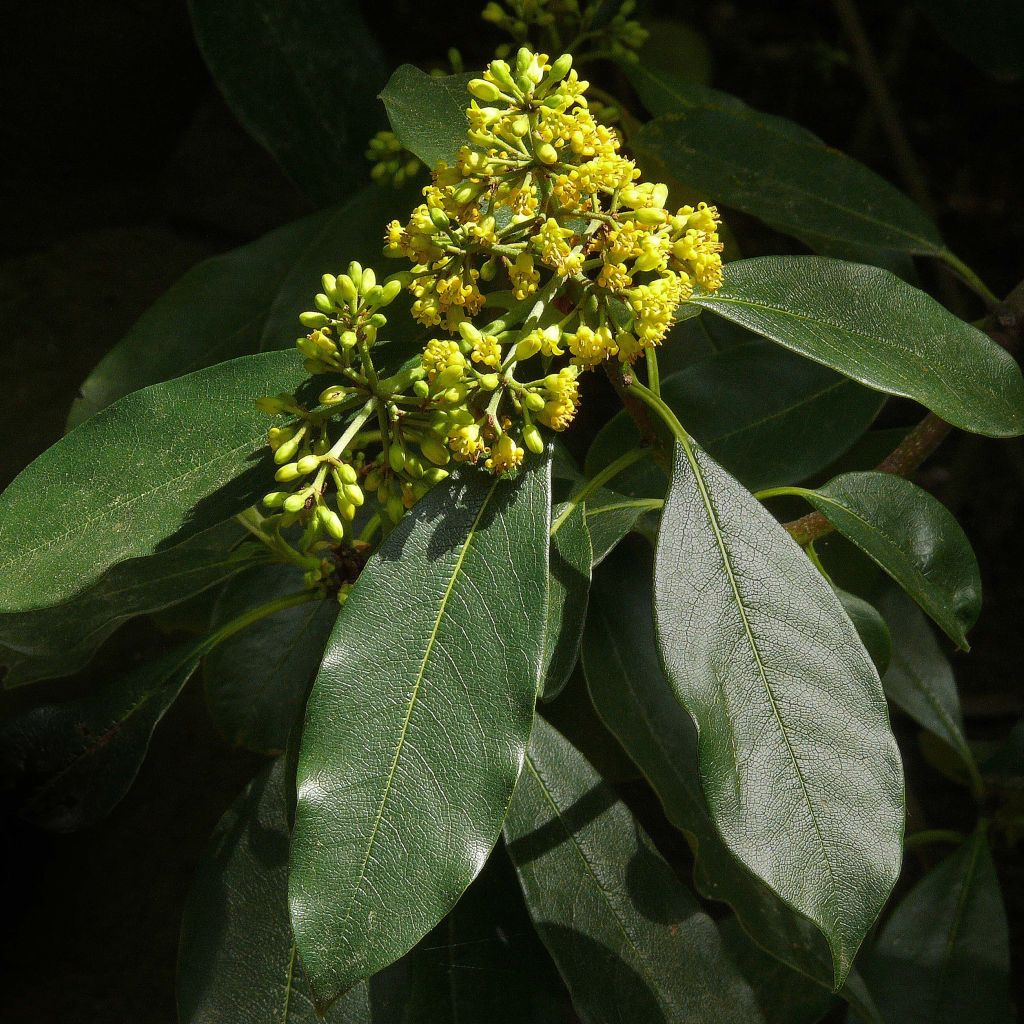 Pittosporum daphniphylloides