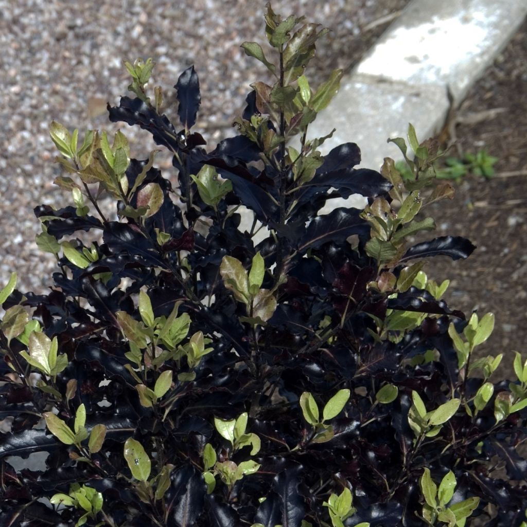 Pittosporum tenuifolium Dark Diva