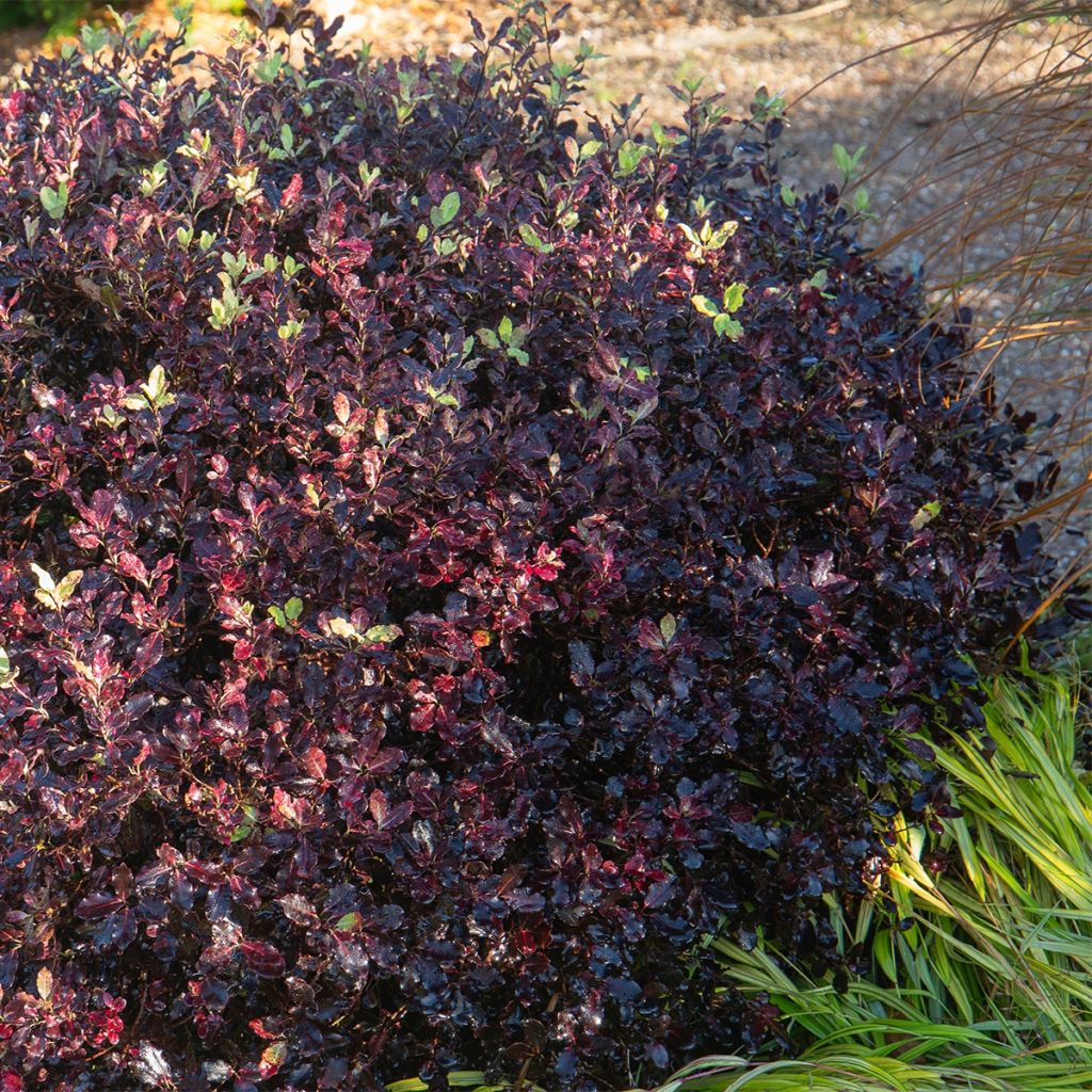 Pittosporum tenuifolium Dark Diva - Pittospore à petites feuilles