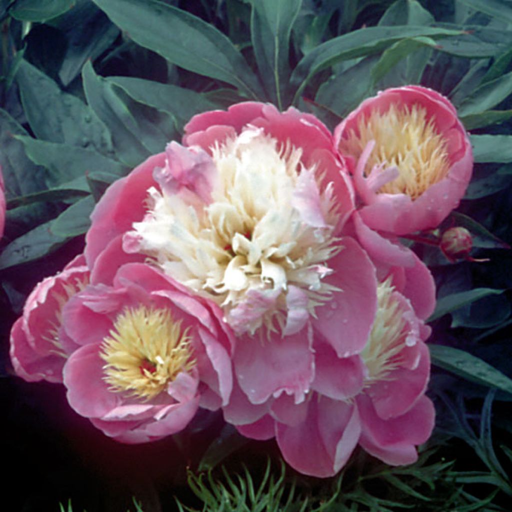 Paeonia lactiflora Bowl of Beauty - Edel-Pfingstrosen