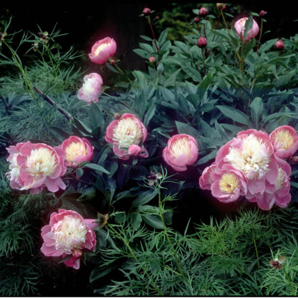 Paeonia lactiflora Bowl of Beauty - Edel-Pfingstrosen