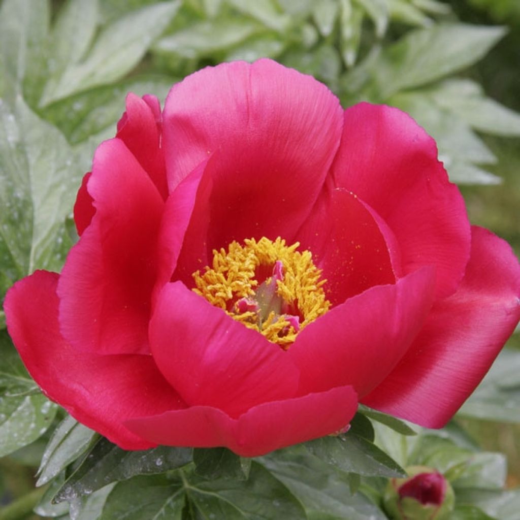 Paeonia Blaze - Pfingstrose