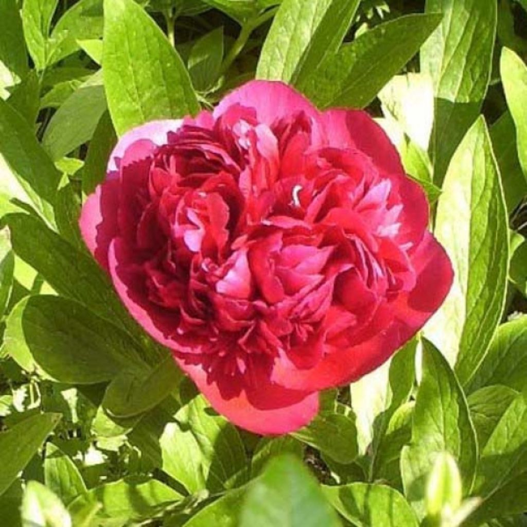 Paeonia officinalis Rubra Plena - Pfingstrose