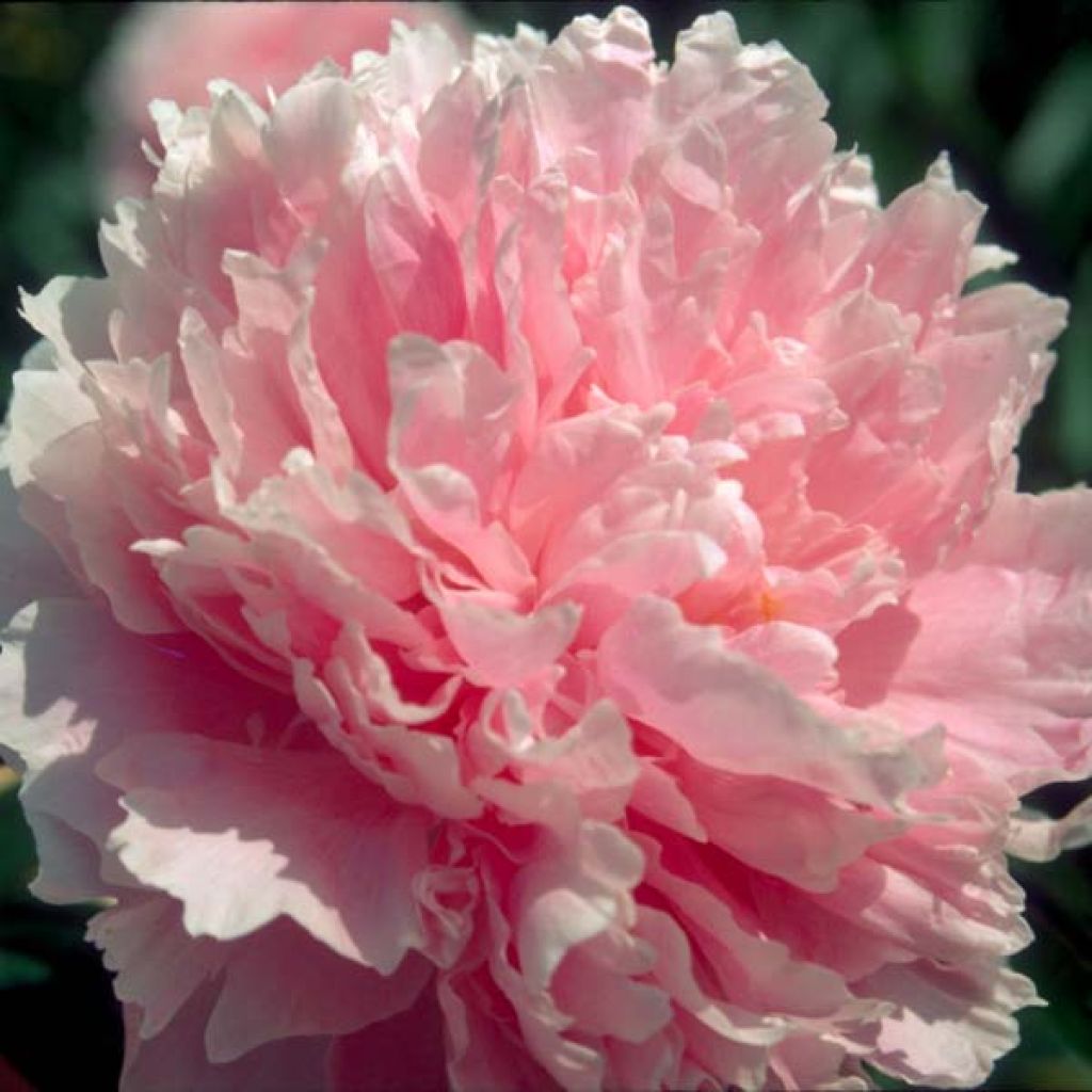 Pivoine lactiflora hybride Sarah Bernhardt en souche