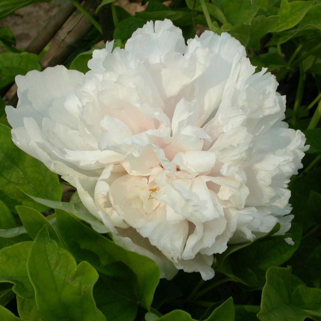 Paeonia suffruticosa Xue Ta - Strauch-Pfingstrose