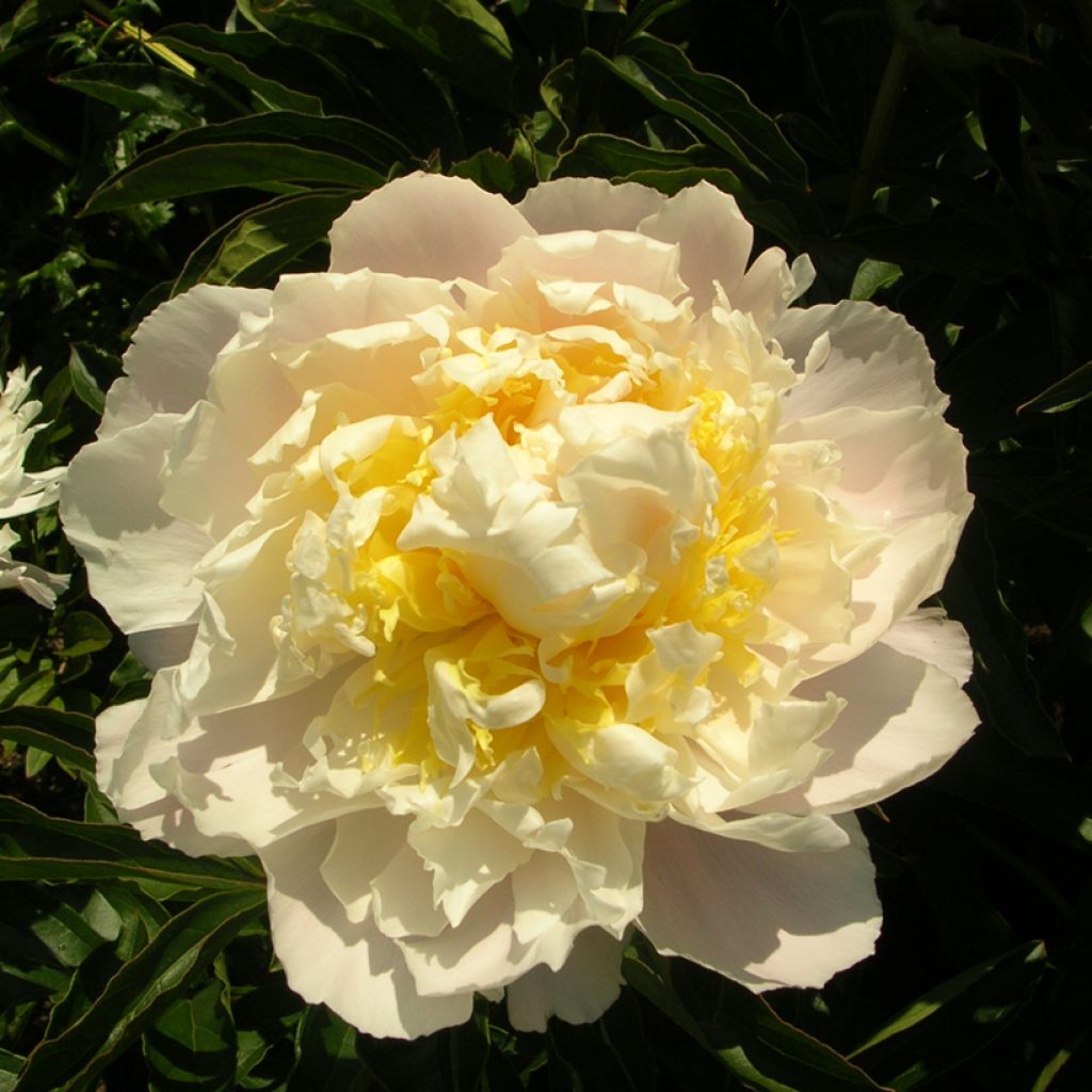 Paeonia lactiflora Cheddar Cheese - Edel-Pfingstrosen