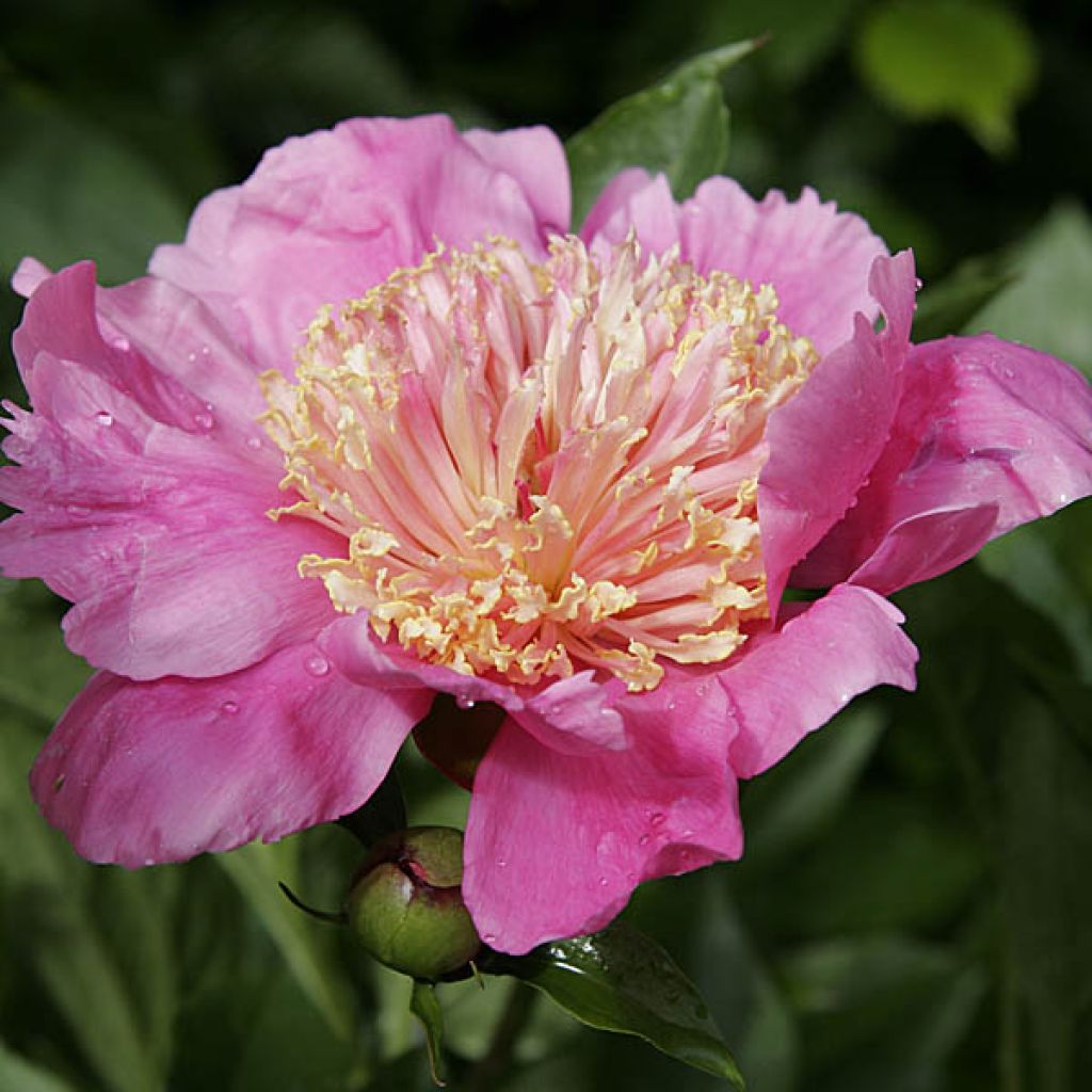 Paeonia lactiflora Doreen - Edel-Pfingstrosen